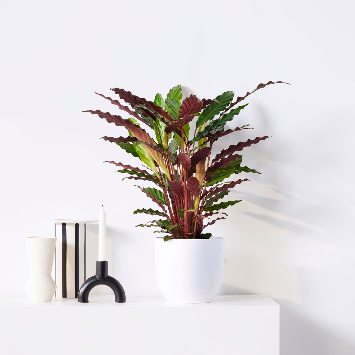 Velvet Calathea 'Wavestar' XL