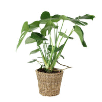 Swiss cheese plant Monstera deliciosa green including basket