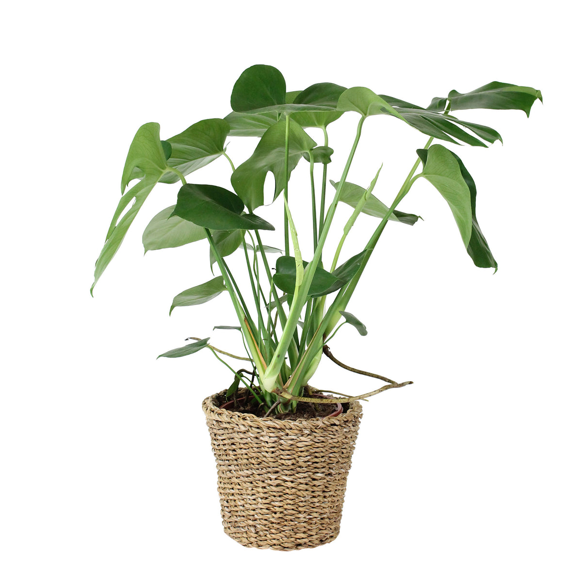 Swiss cheese plant Monstera deliciosa green including basket