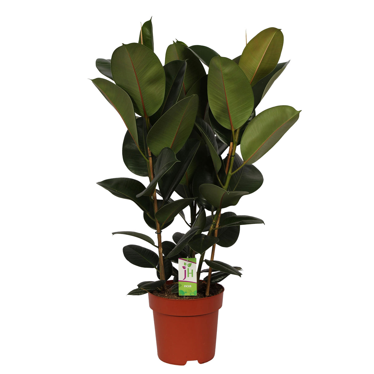 Rubber plant Ficus elastica 'Robusta'  on stem