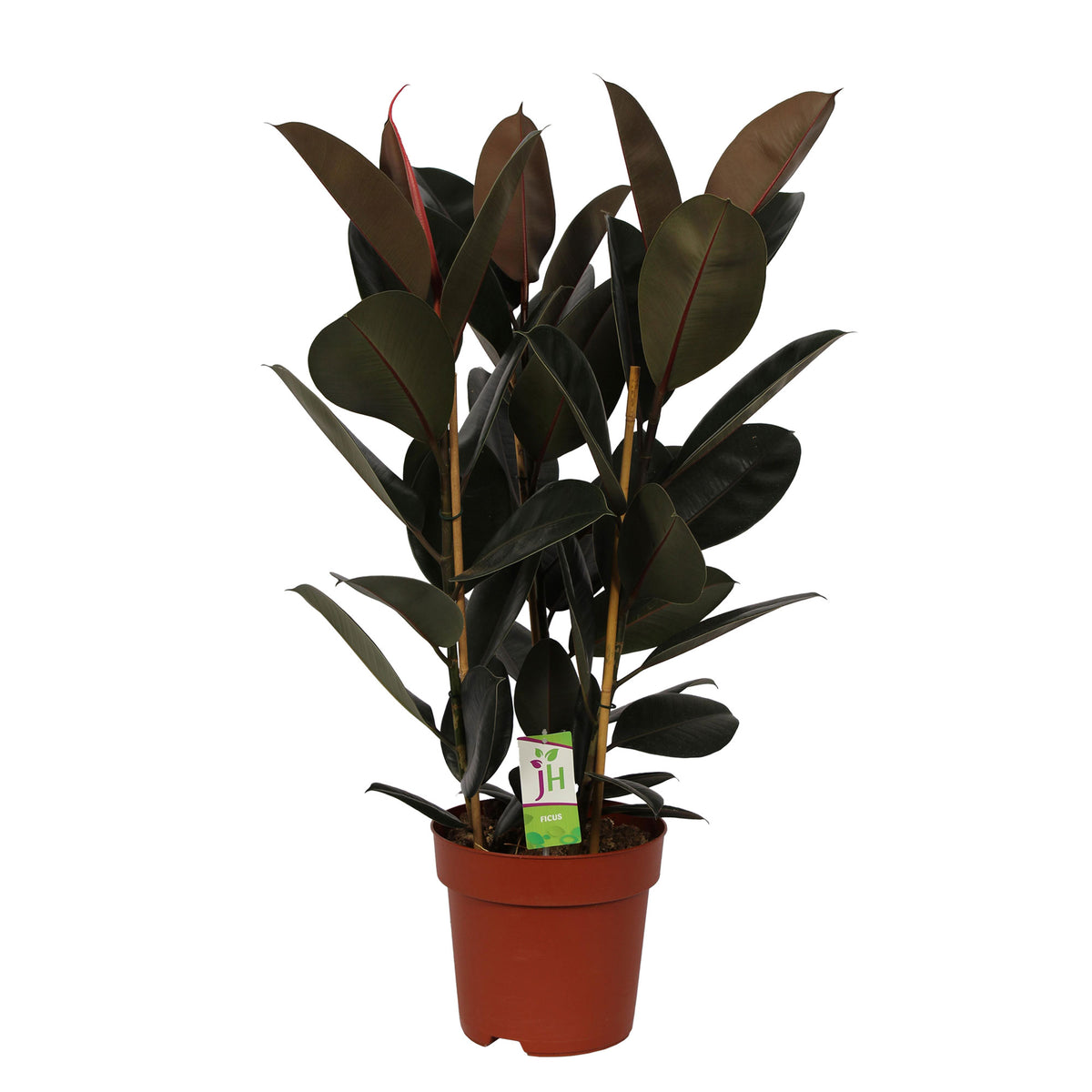 Rubber plant Ficus elastica 'Abidjan'