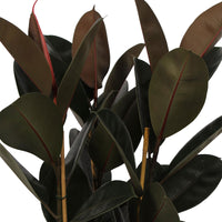 Rubber plant Ficus elastica 'Abidjan'