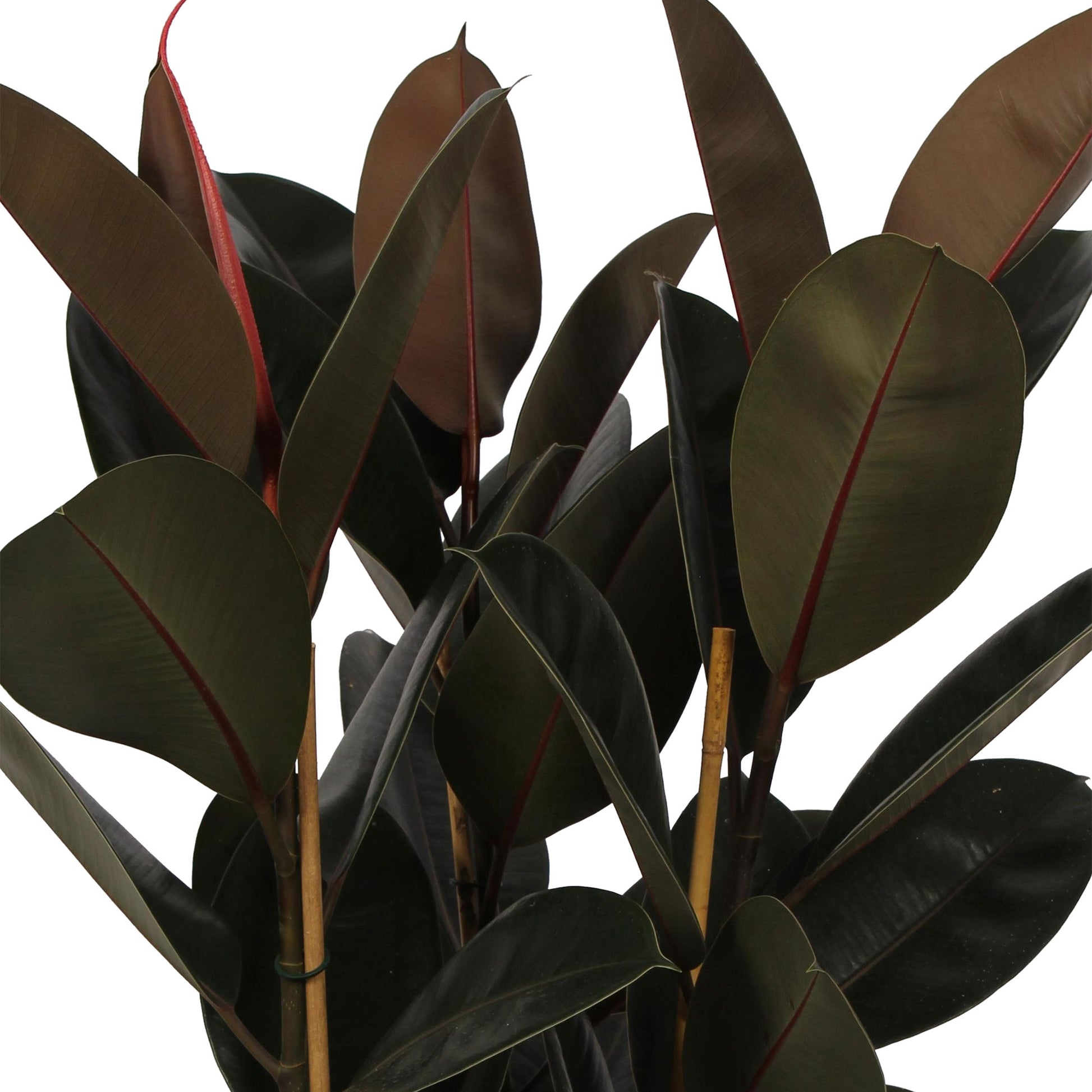 rubber tree abidjan Buy house plants now Rubber plant Ficus elastica 'Abidjan'