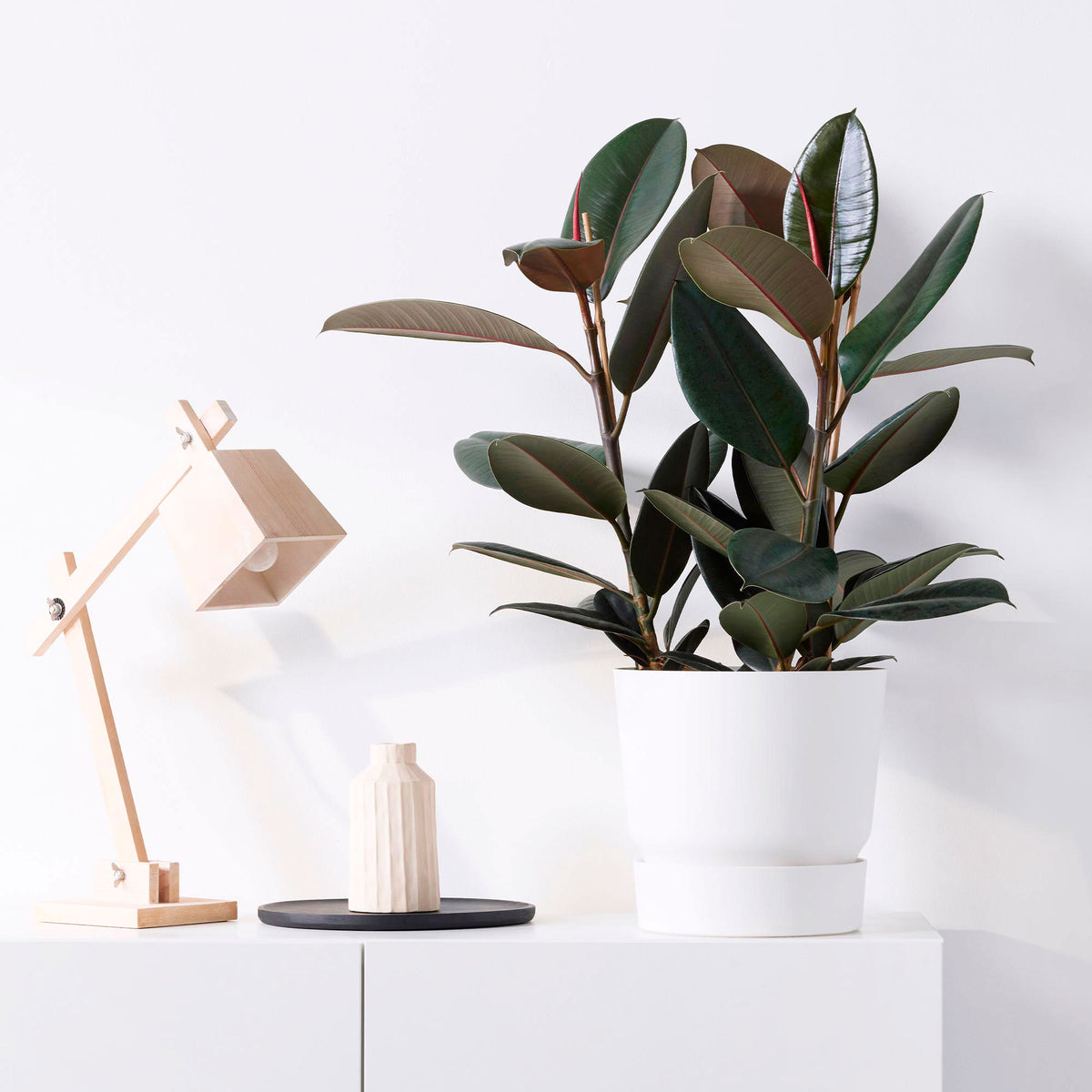 Rubber plant Ficus elastica 'Abidjan'