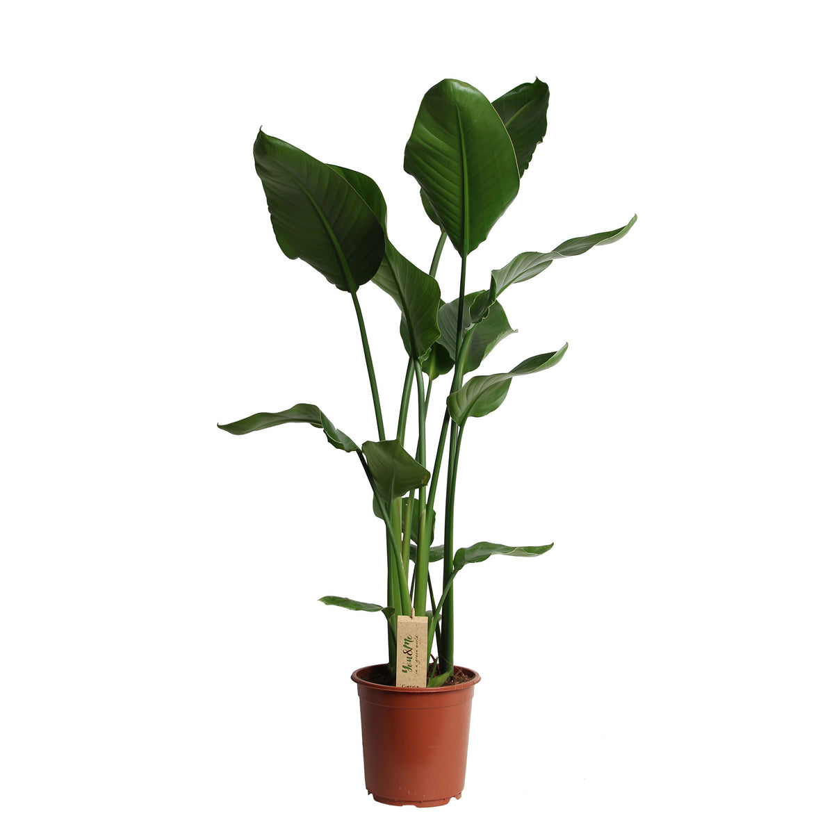 Bird of paradise plant Strelitzia nicolai
