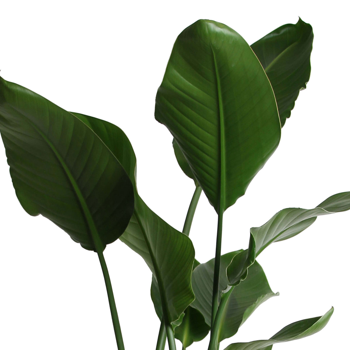Bird of paradise plant Strelitzia nicolai