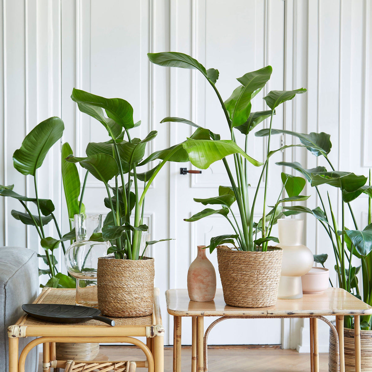 Bird of paradise plant Strelitzia  nicolai incl. basket