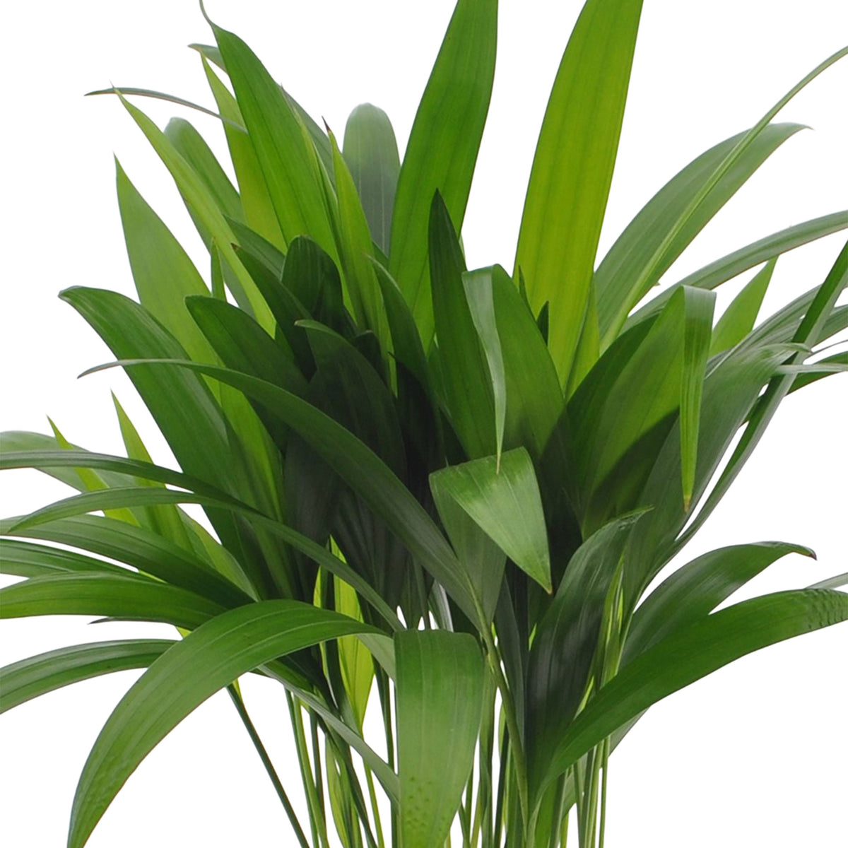Areca palm Dypsis lutescens with natural-coloured wicker basket