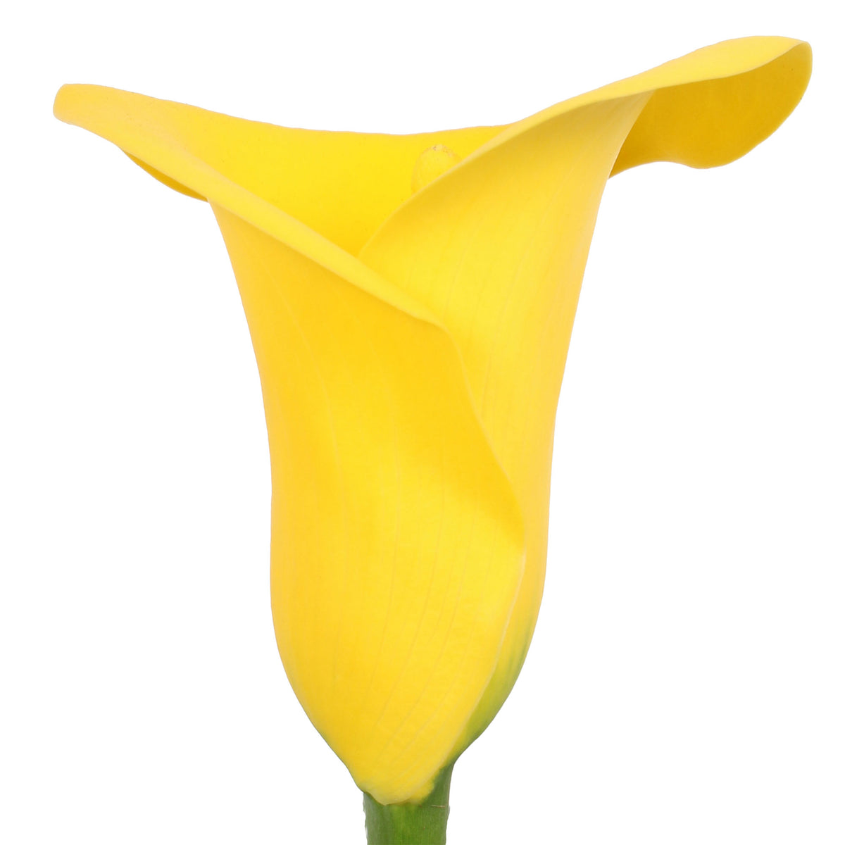 2x Arum Zantedeschia 'Summer Sun' yellow