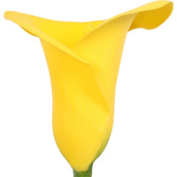 Zantedeschia 'Captain Solo' Yellow