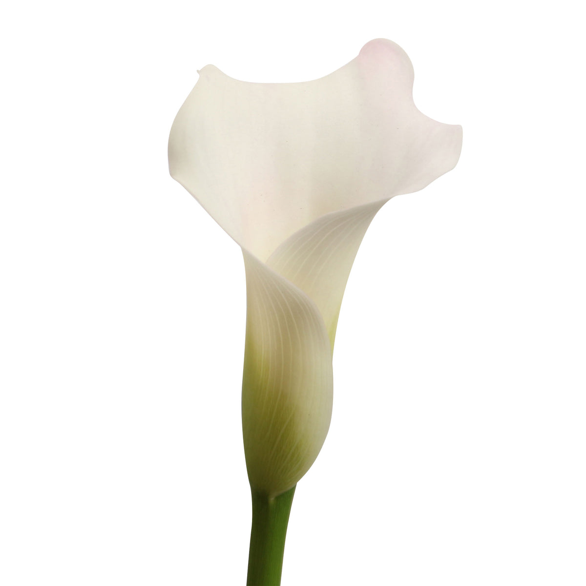 Arum Zantedeschia 'Chrystal Blush' white