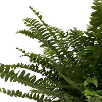 Sword fern Nephrolepis 'Green Lady' including basket
