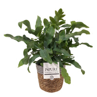 Blue star fern Phlebodium 'Blue Star' including basket
