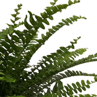 Sword fern Nephrolepis 'Green Lady' including concrete decorative pot