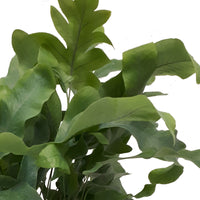 Blue star fern Phlebodium 'Blue Star' including concrete decorative pot