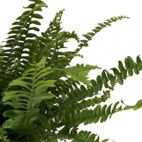 Sword fern Nephrolepis 'Green Lady' including ceramic decorative pot