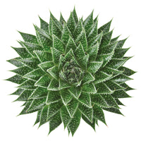Succulent Aloe 'Magic' green Aloe 'Magic'