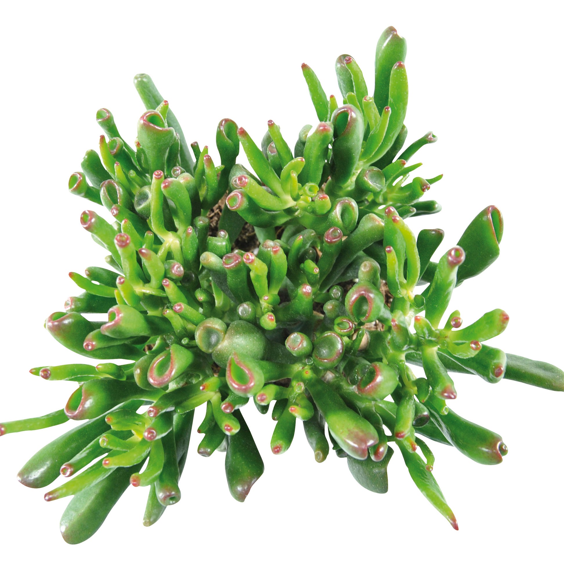 hobbit jade plant shriveling 2x Succulent Jade plant Crassula 'Hobbit' green