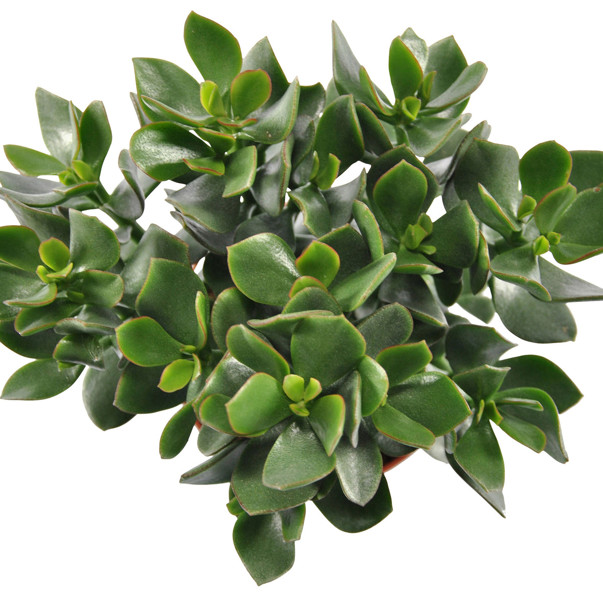 Jade Plant Crassula 'Hulk'