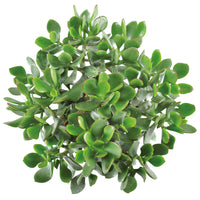 2x Succulent Jade plant Crassula 'Magic'