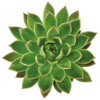 Succulent Echeveria agavoides green