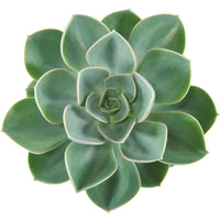 3x Succulent Echeveria 'Green Pearl'
