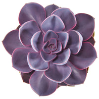3x Succulent Echeveria 'Purple Pearl'