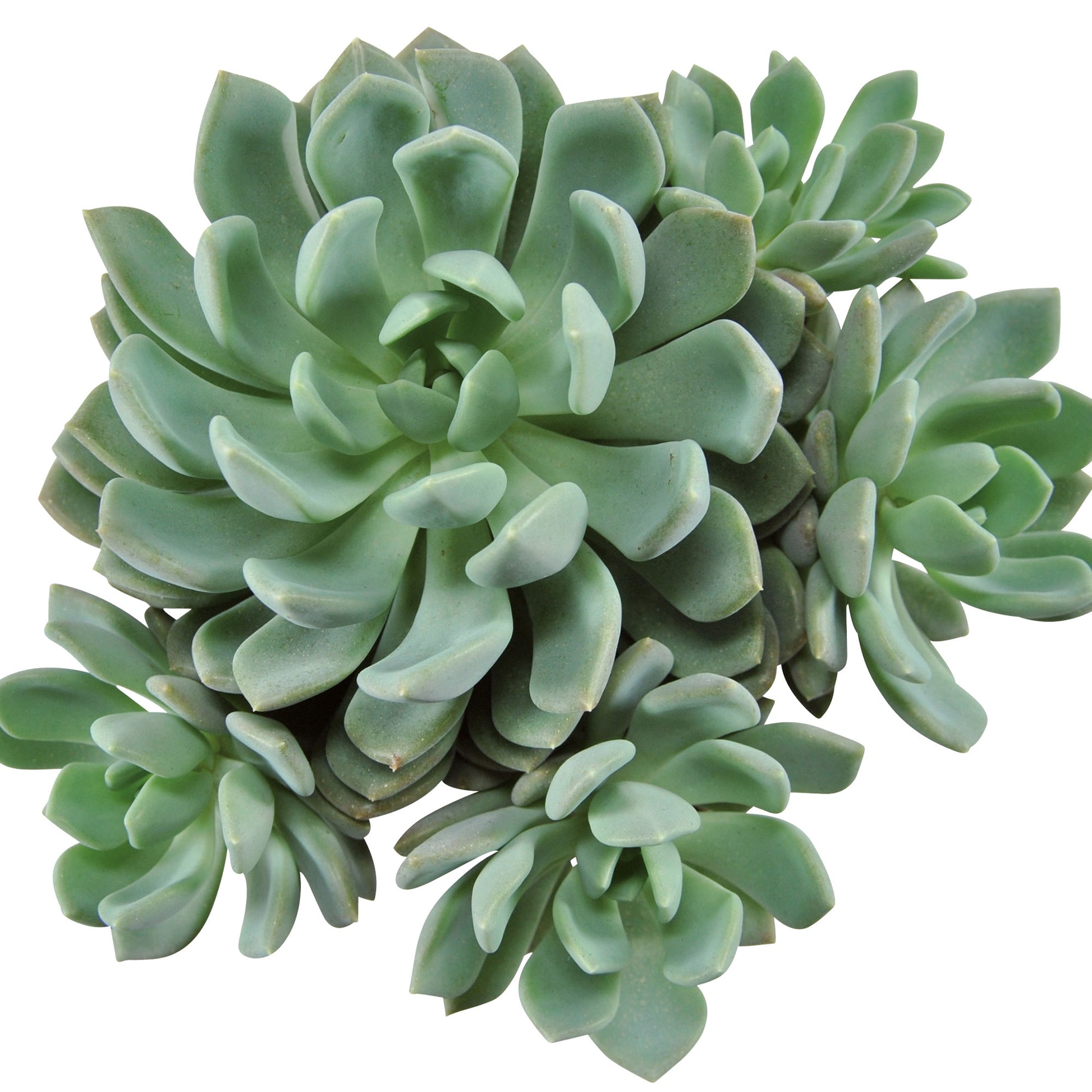 scheideckeri succulent Buy house plants now 3x Succulent Pachyveria scheideckeri