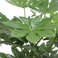 Castor oil plant Fatsia japonica