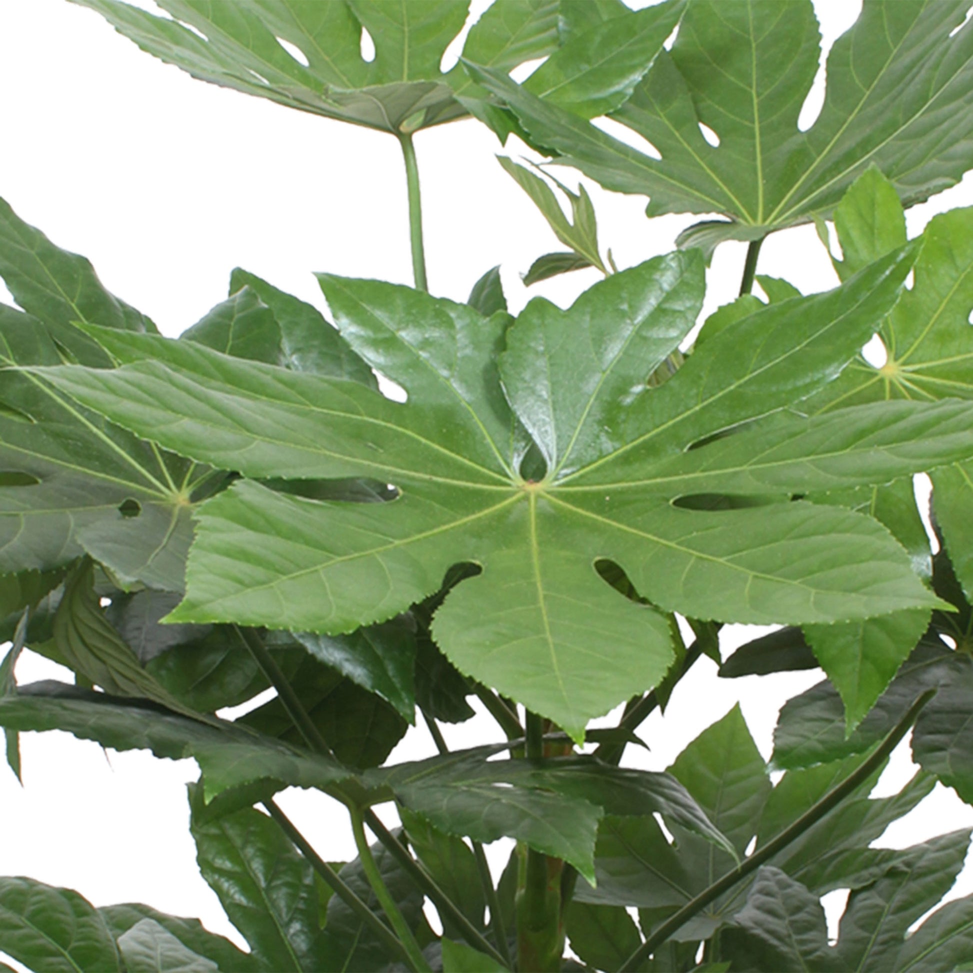 indoor castor oil plant Buy house plants now Castor oil plant Fatsia japonica
