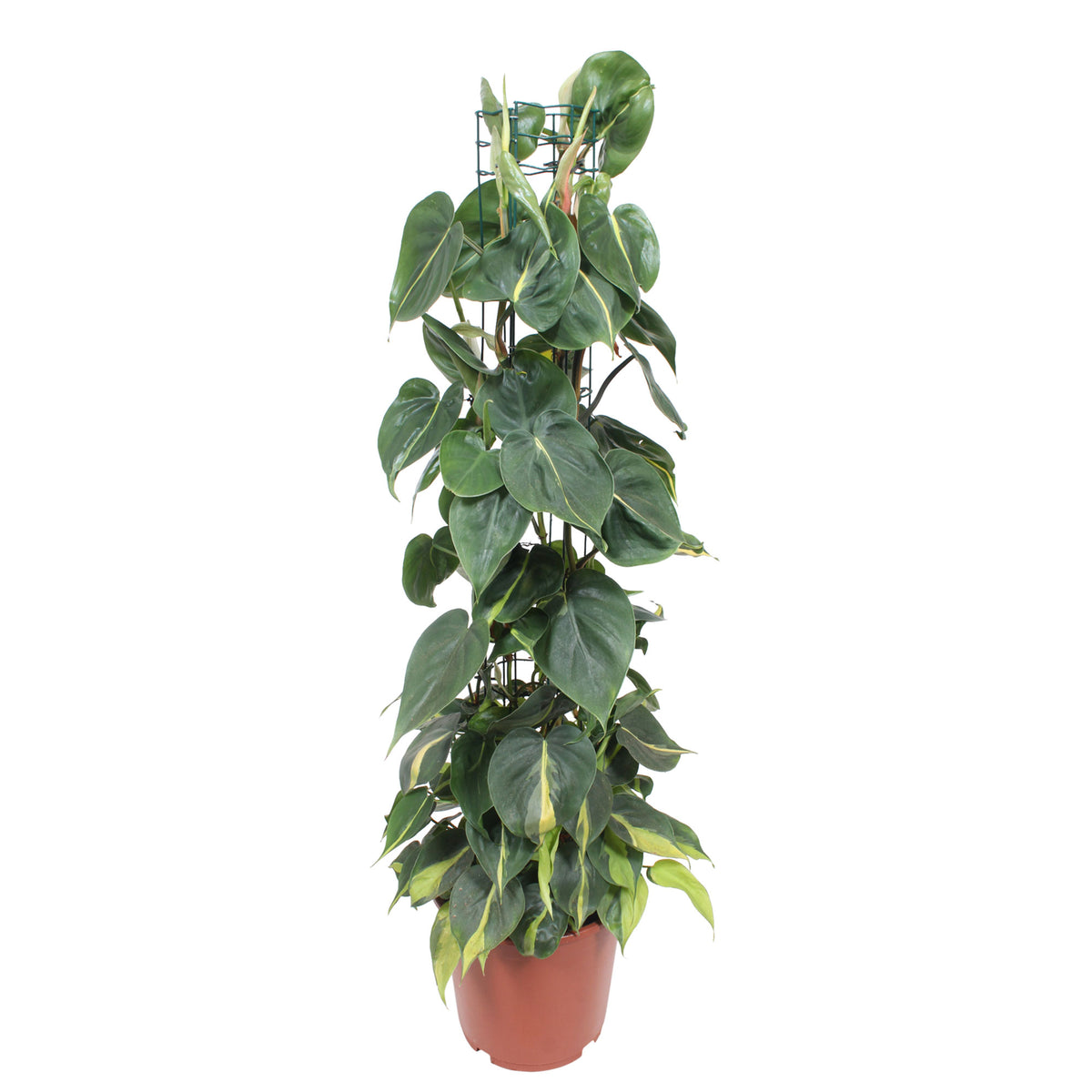Philodendron 'Brasil'