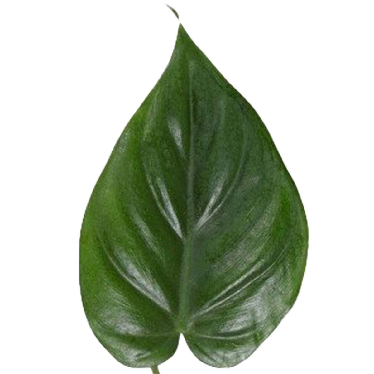 Philodendron 'Brasil'