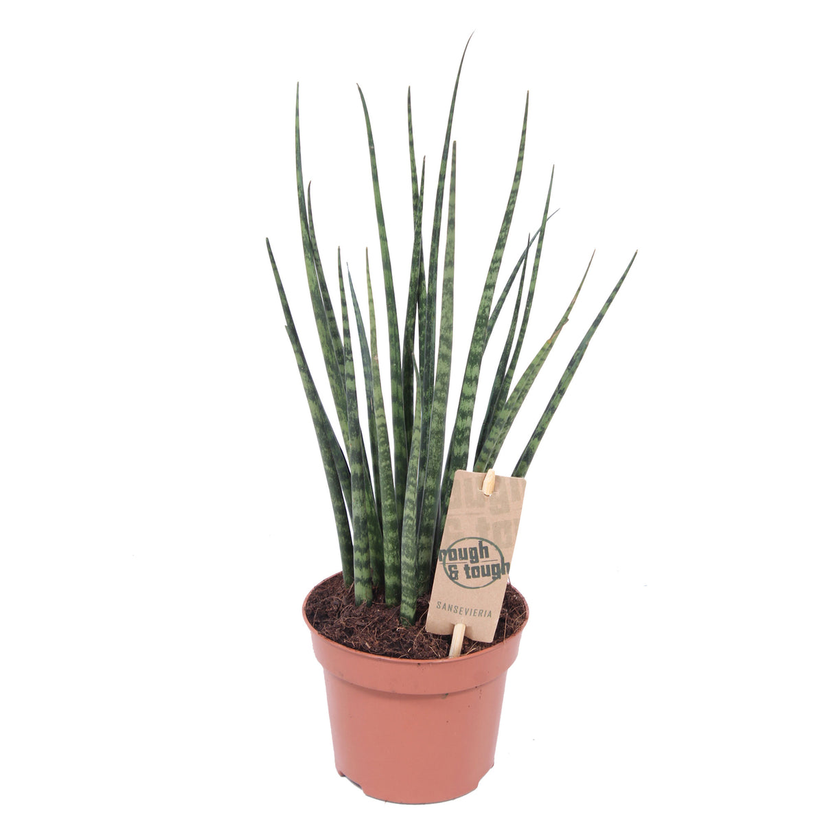 Snake plant Sansevieria 'Fernwood Mikado'
