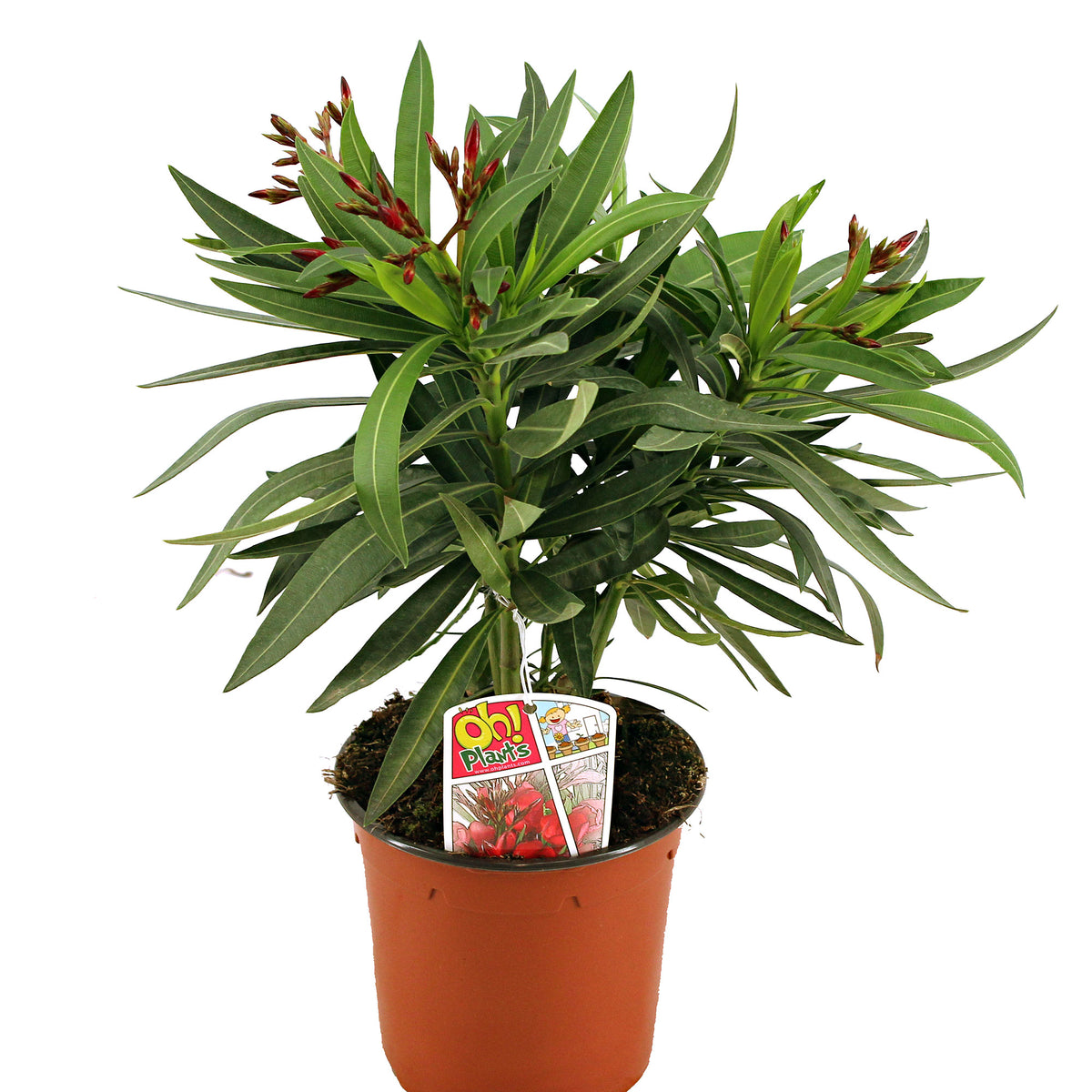 Nerium  oleander Red-Pink