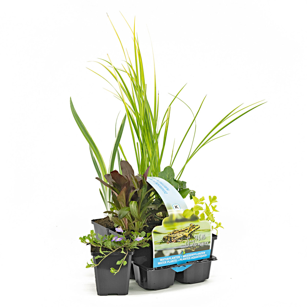 6x Oxygenating aquatic plants - Mix 'Clear Water'