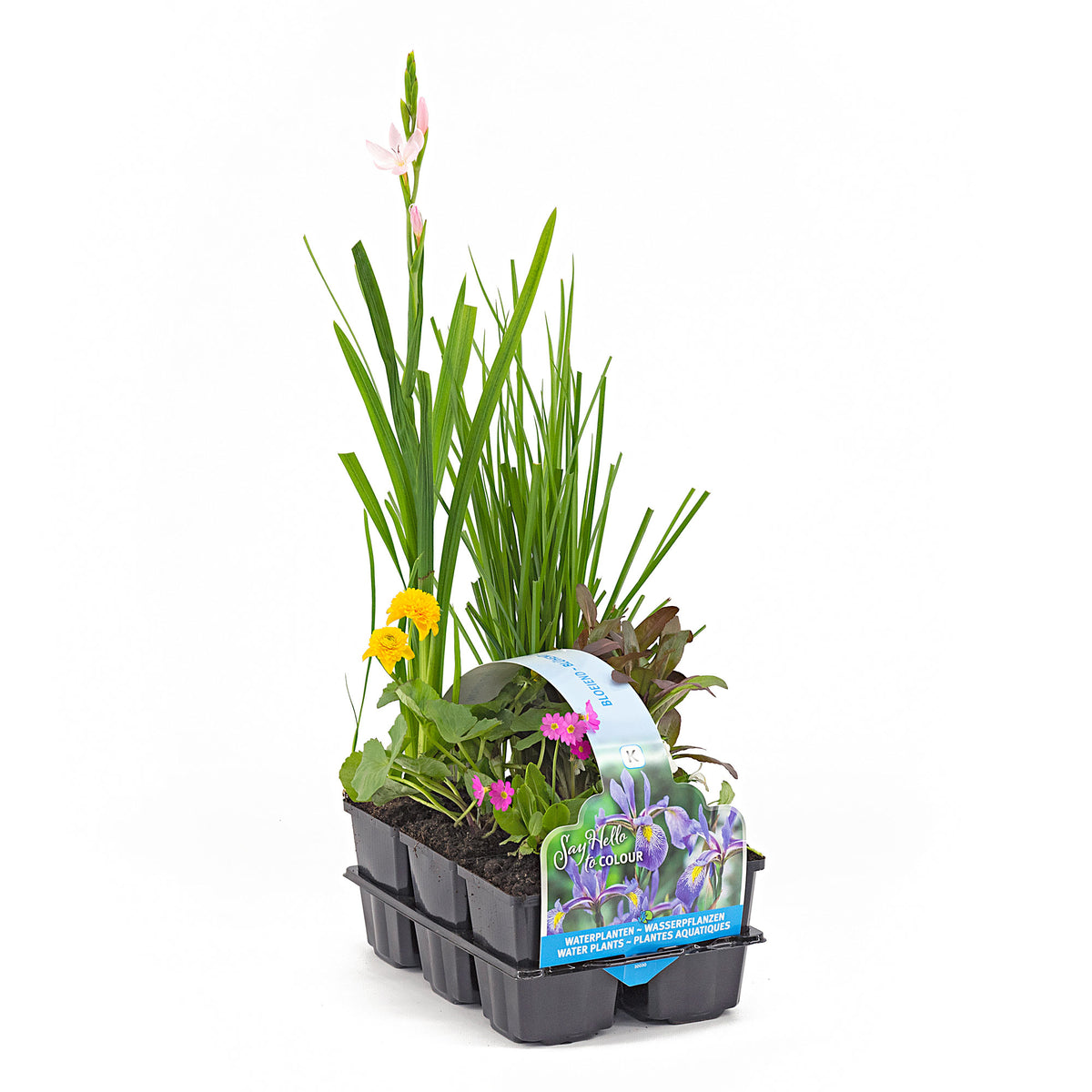 6x Flowering aquatic plants - Mix