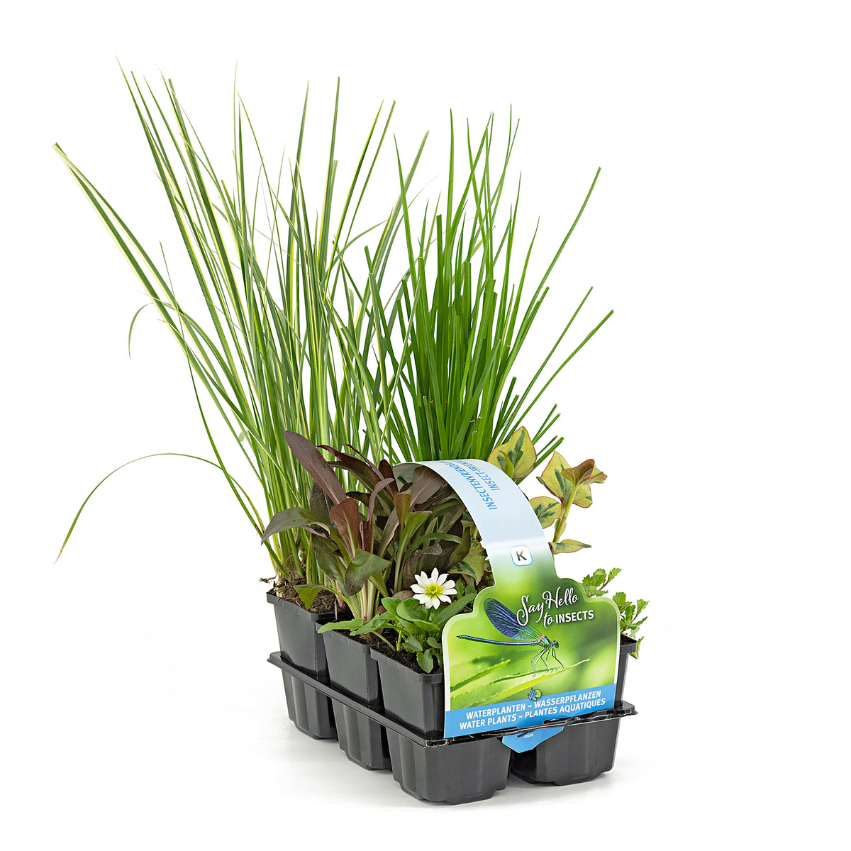 6x Insect-friendly aquatic plants - Mix