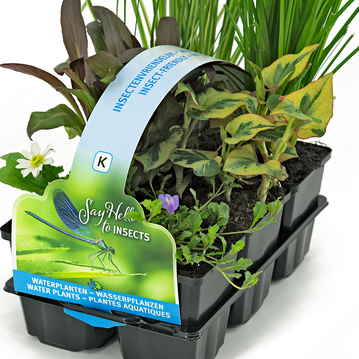 6x Insect-friendly aquatic plants - Mix