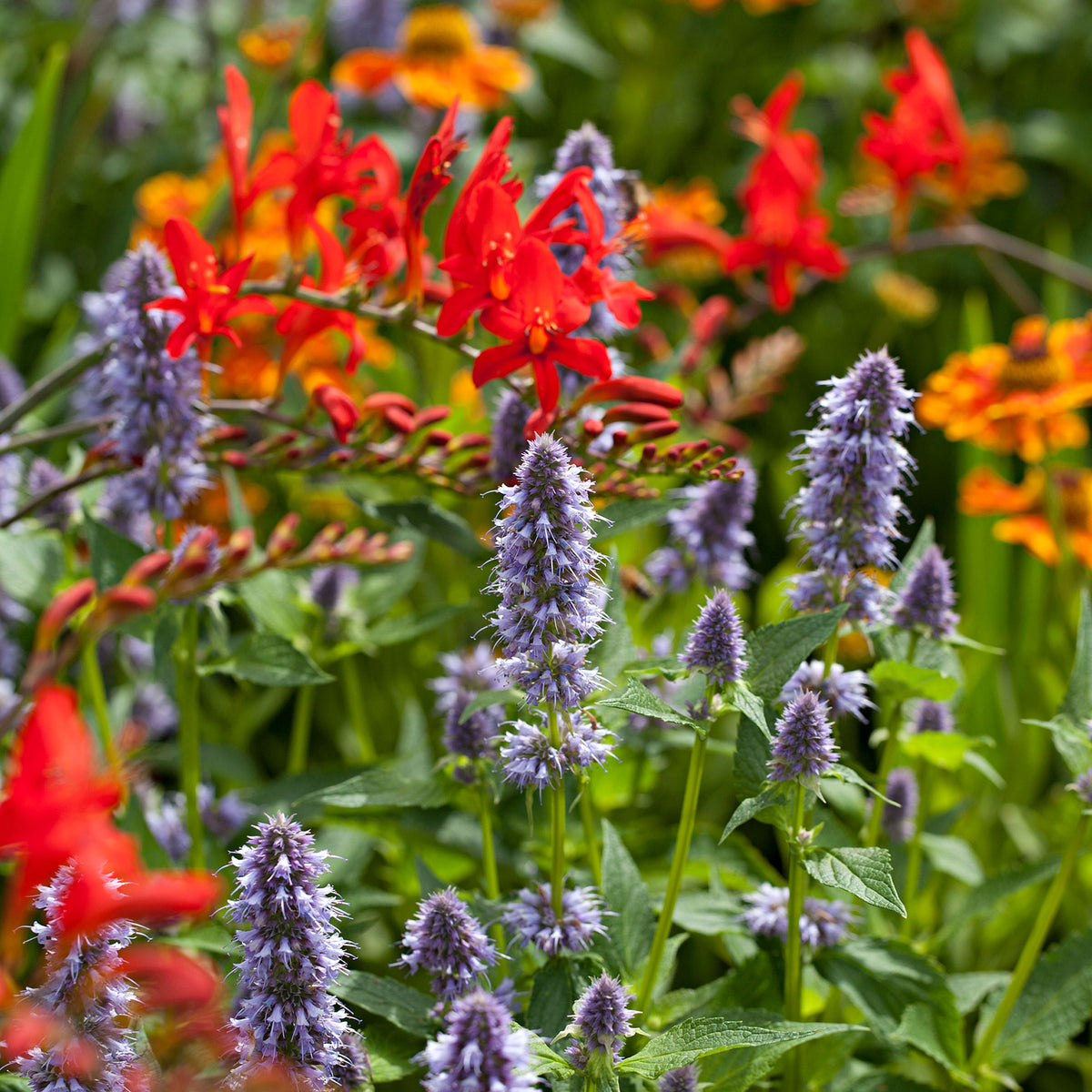 13x Crocosmia 'Lucifer' + 2x Agastache 'Black Adder'