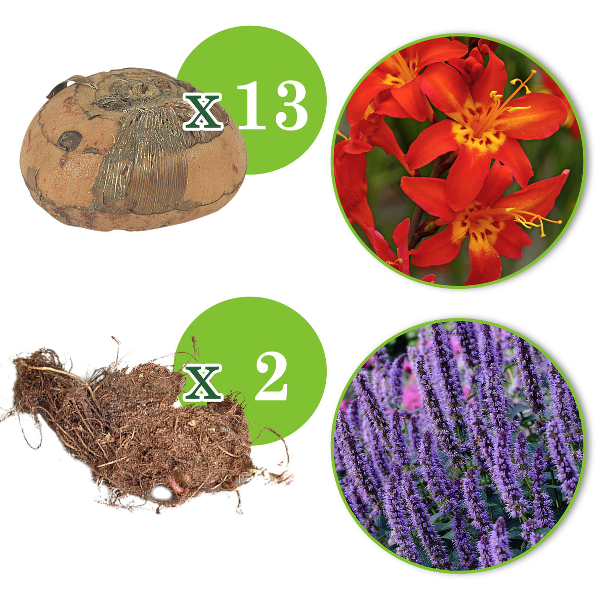 13x Crocosmia 'Lucifer' + 2x Agastache 'Black Adder'