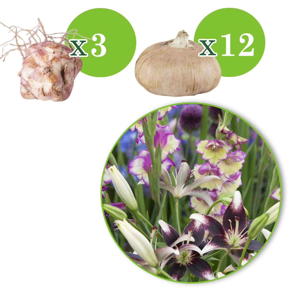 12x Gladiolus 'Flevo Laguna' + 3x Lily 'Curitiba' Mix