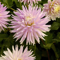Dahlia decorative 'Kiev' white-pink - Bio