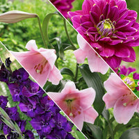 30x Flower bulbs - Mix 'Hello Summer!' purple