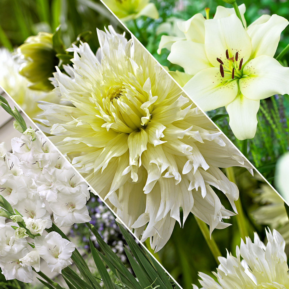 30x Flower bulbs - Mix 'Hello Summer!' white