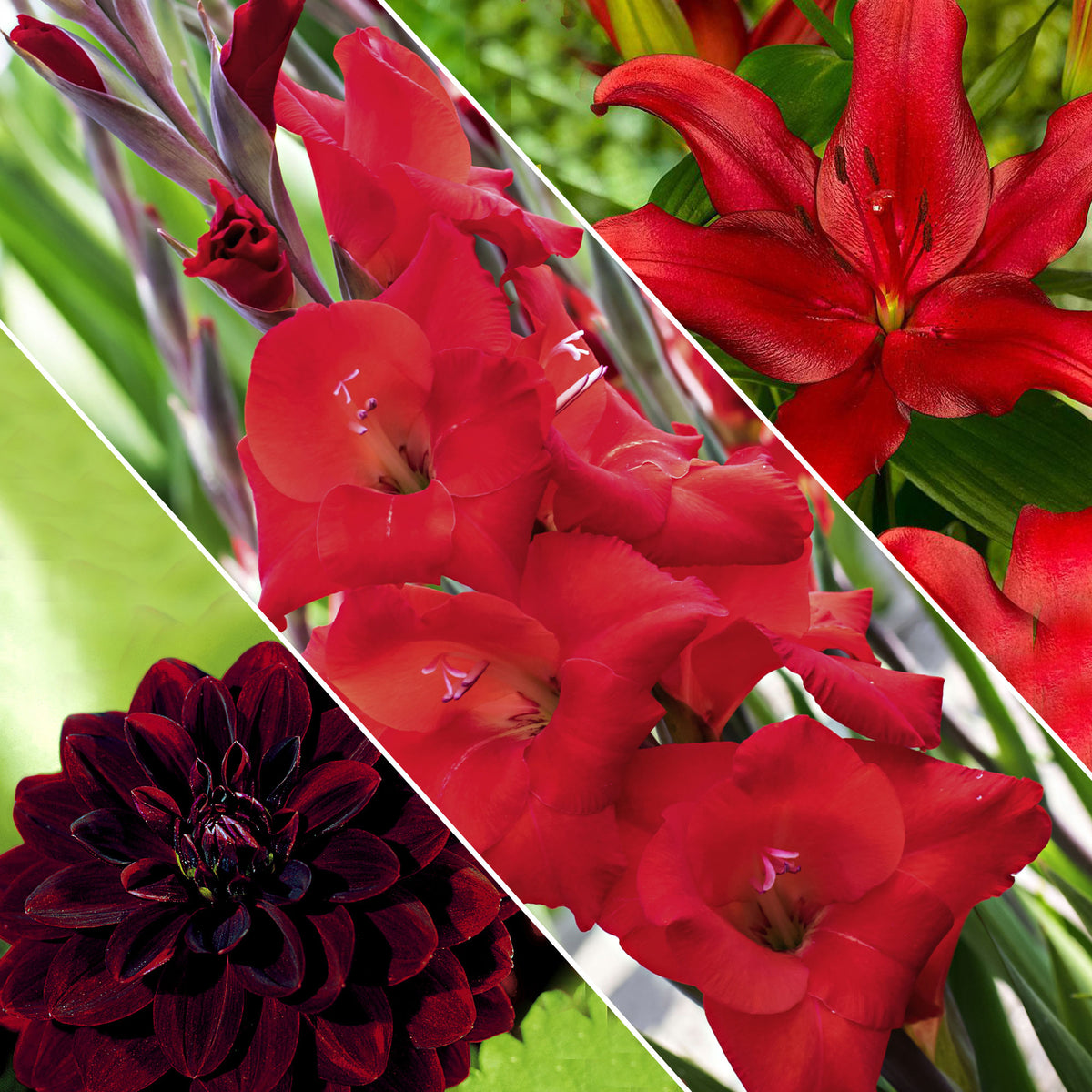 30x Flower bulbs - Mix 'Hello Summer!' red