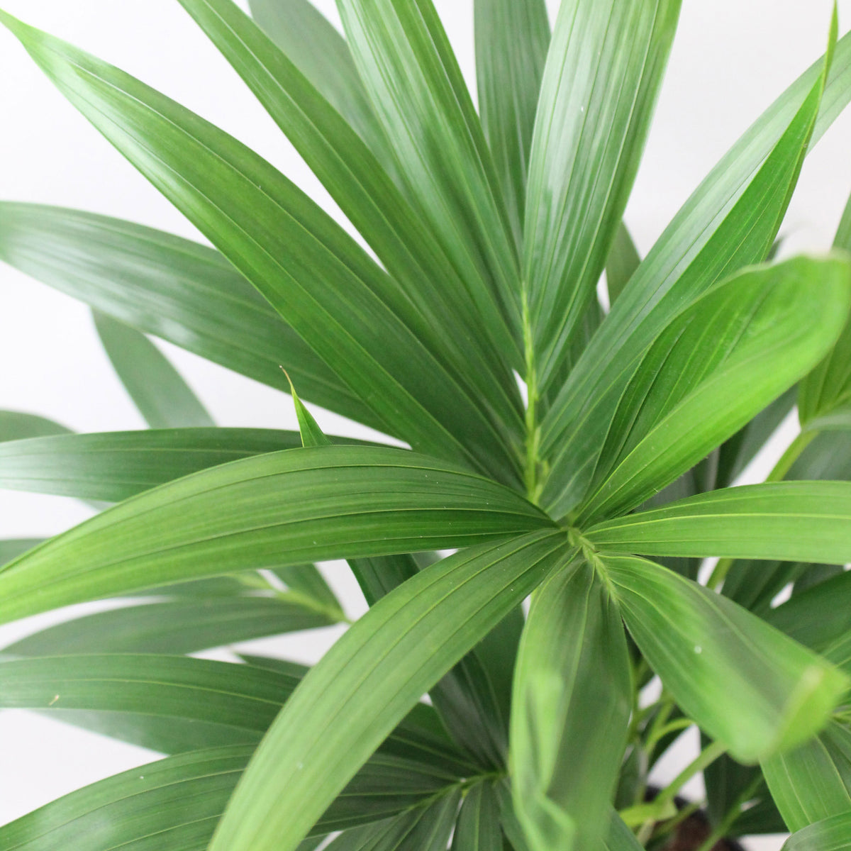 Kentia palm Howea forsteriana incl. decorative pot