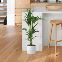 Kentia palm Howea forsteriana incl. decorative pot