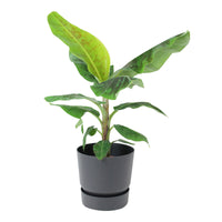 Banana plant Musa 'Cavendish' incl. decorative pot black