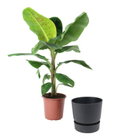 Banana plant Musa 'Cavendish' incl. decorative pot black