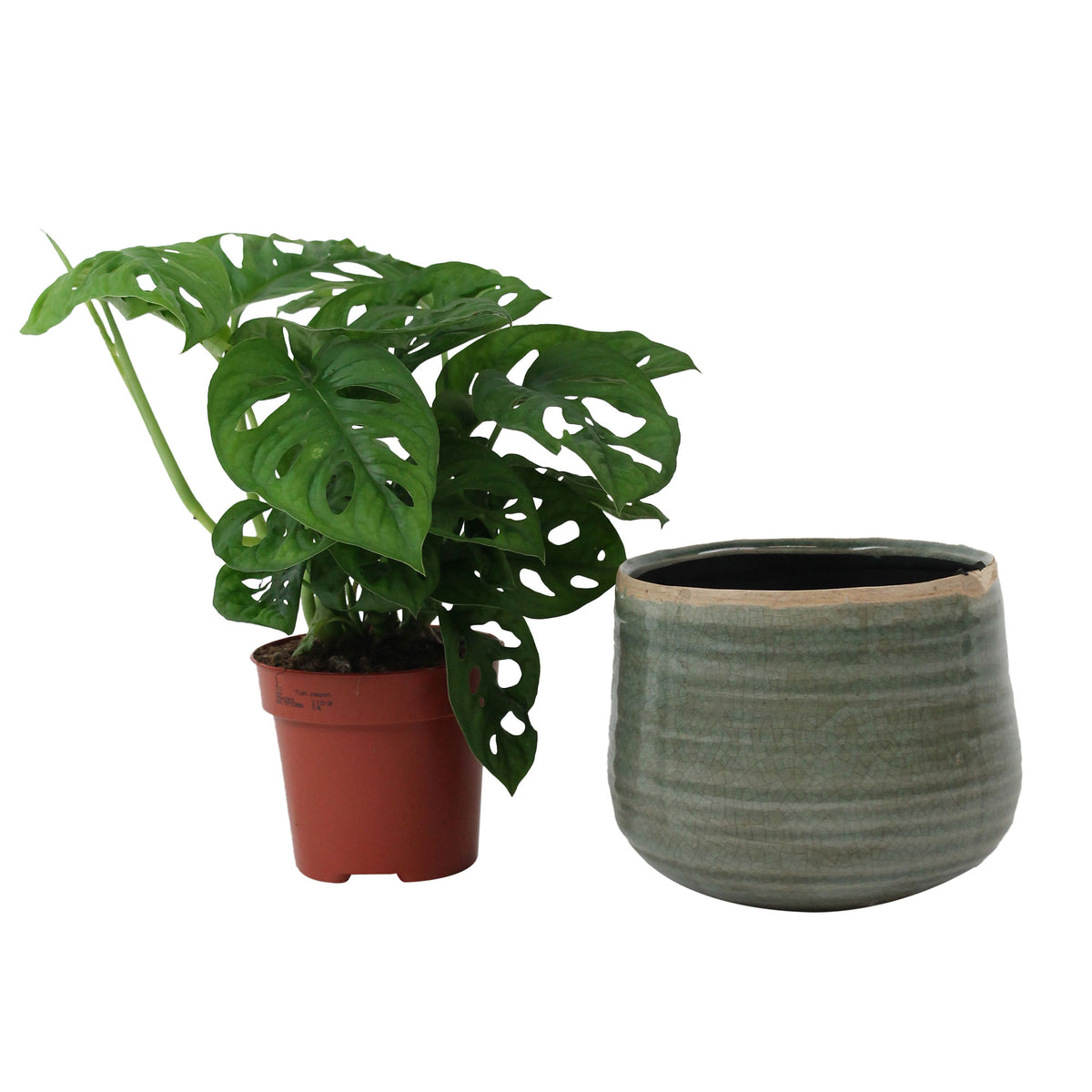 Swiss cheese plant Monstera 'Monkey Leaf' incl. decorative pot  - Hanging plant